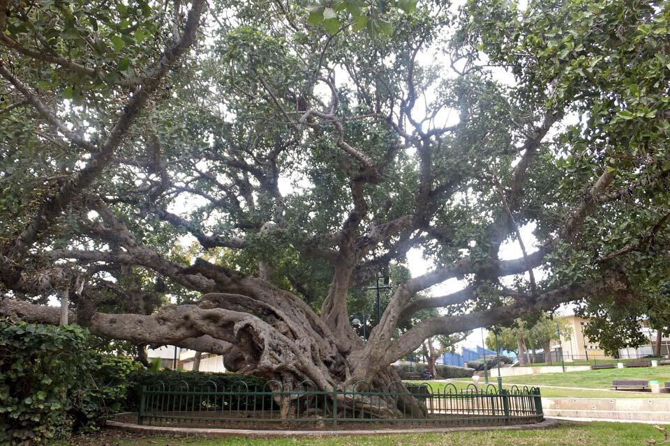 Старейший сикомор в Нетании. Фото: Леон Левитас (Фото: Леон Левитас) Старейший сикомор в Нетании. Фото: Леон Левитас