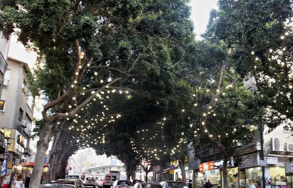 Аллея фикусов с декоративным освещением на ул. Бялик в Рамат-Гане. Фото: Леон Левитас (Фото: Леон Левитас) Аллея фикусов с декоративным освещением на ул. Бялик в Рамат-Гане. Фото: Леон Левитас