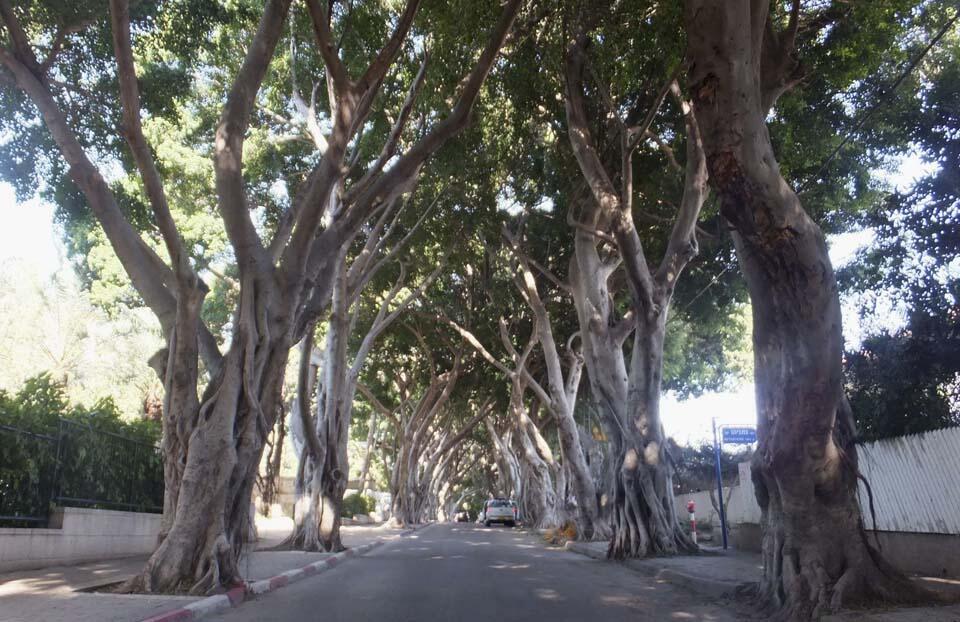 Аллея фикусов в Герцлии. Фото: Леон Левитас (Фото: Леон Левитас) Аллея фикусов в Герцлии. Фото: Леон Левитас