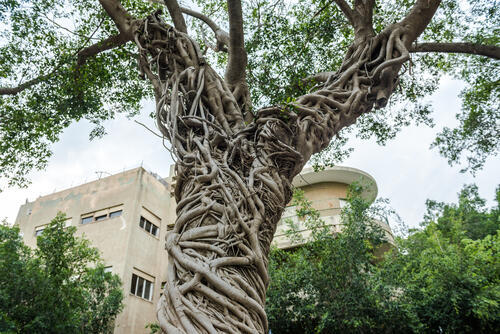 Фикус в Тель-Авиве. Фото: shutterstock (shutterstock) Фикус в Тель-Авиве. Фото: shutterstock