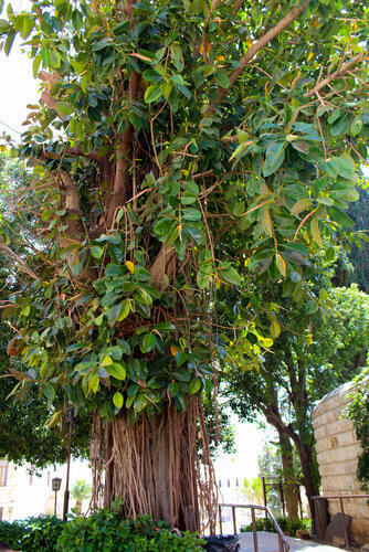 Древний фикус в Назарете. Фото: shutterstock (shutterstock) Древний фикус в Назарете. Фото: shutterstock