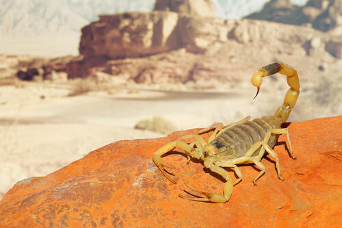 Желтый скорпион. Фото: shutterstock