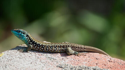 Фото: shutterstock
