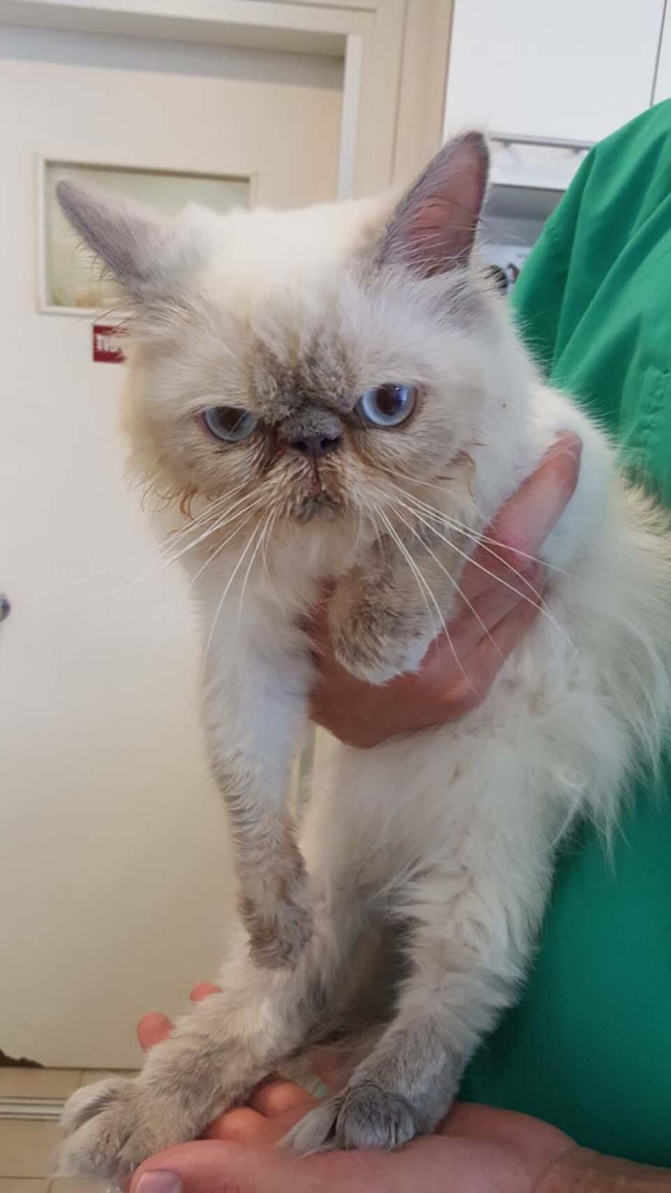 Соня из Газы (Фото: Тну ле хайот лихйот) Соня из Газы