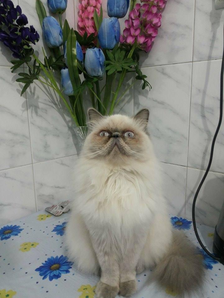 Кот Путин (Татьяна Закут) Кот Путин