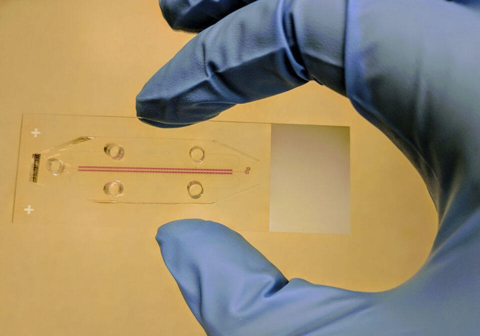 Прибор для определения устойчивости микробов. Фото: Технион (Фото: пресс-служба Технион) Прибор для определения устойчивости микробов. Фото: Технион