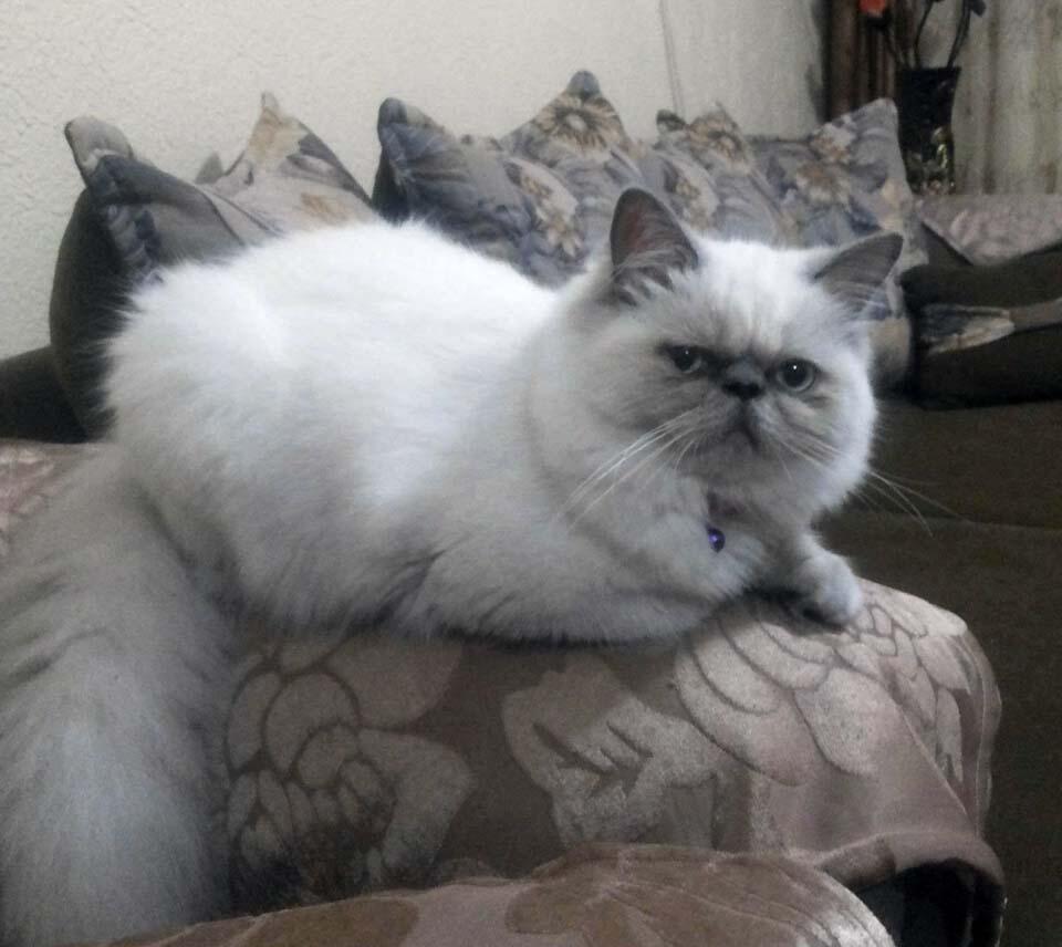 Соня дома. Фото: Татьяна Закутnullnull Соня дома. Фото: Татьяна Закут