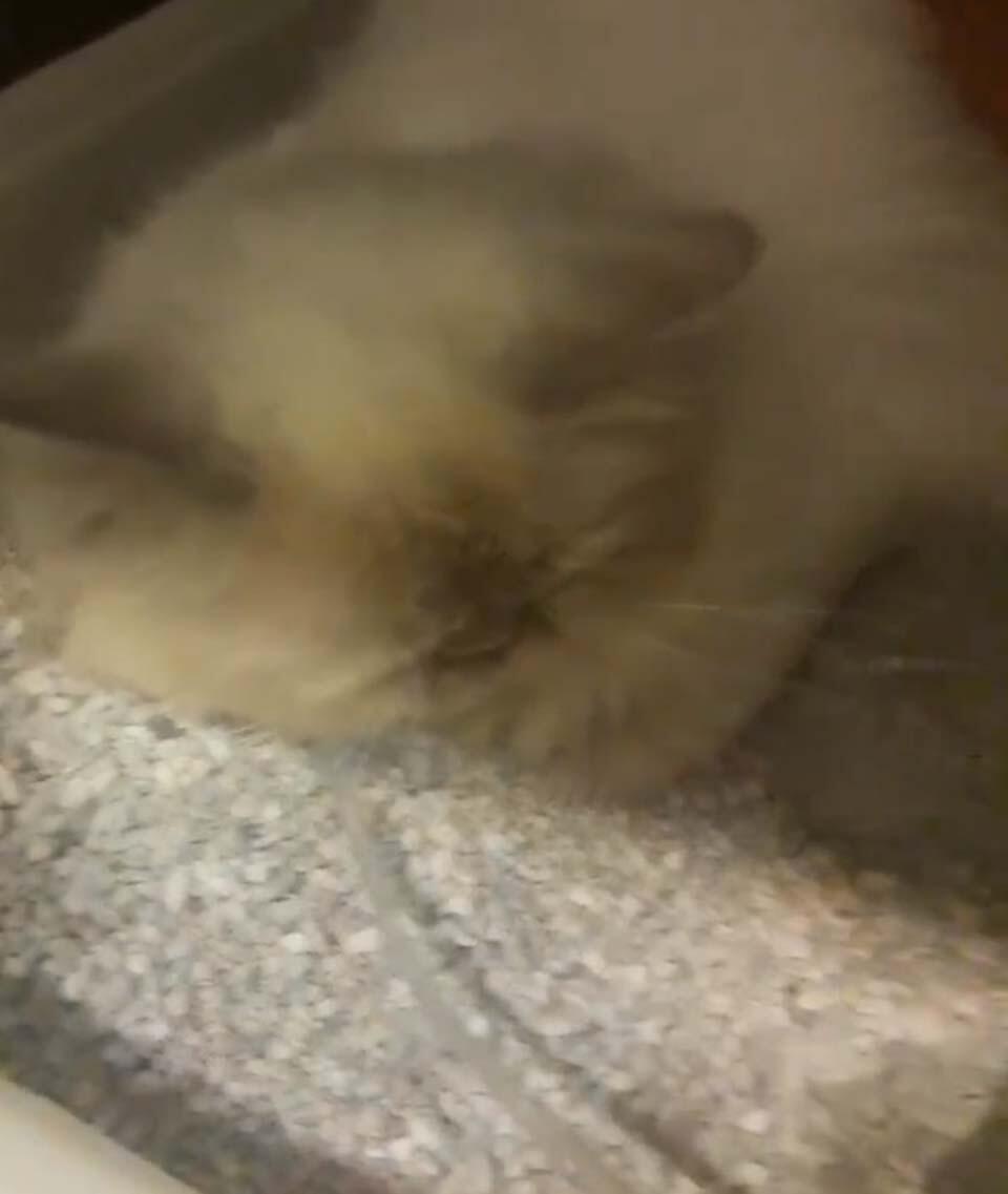 Видео из фейсбука: Соня в больницеnullnull Видео из фейсбука: Соня в больнице