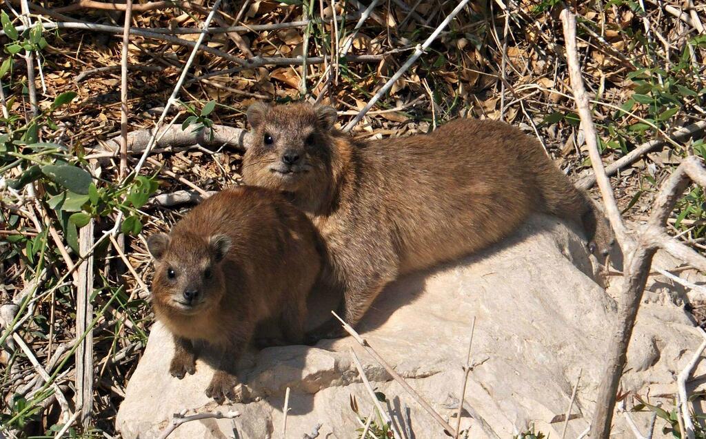 Даманы в Эйн-Геди. Фото: Леон Левитас