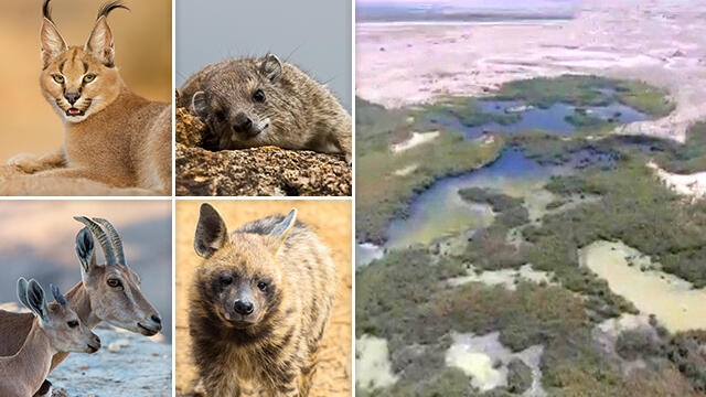 The polluted stream and the affected wild animals (Photo: INPA)