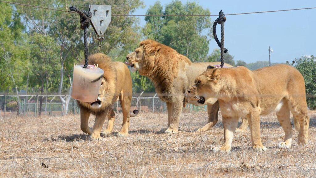 Львы в парке Сафари 