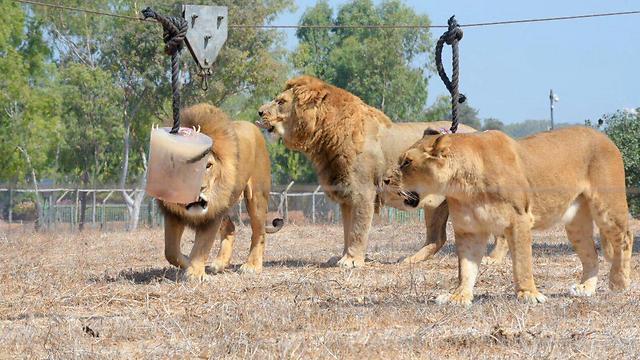 Lions enjoying a meatsicle (Photo: Motti Kimchi)