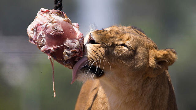 Archive / A lioness at Ramat Gan safari eats a meaty ice lolly during a heatwave 