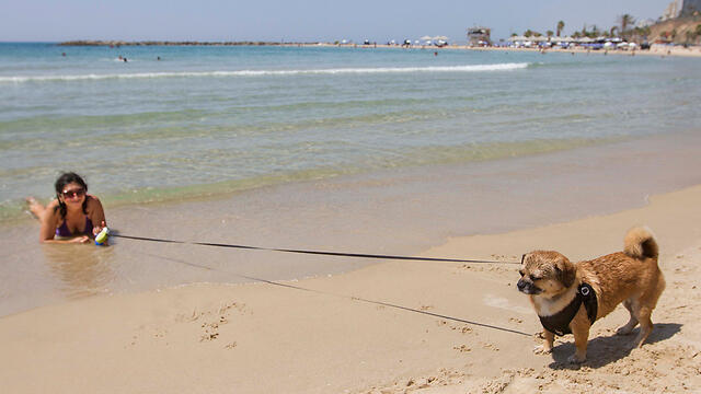 Фото: Идо Эрез (צילום: עידו ארז) Фото: Идо Эрез