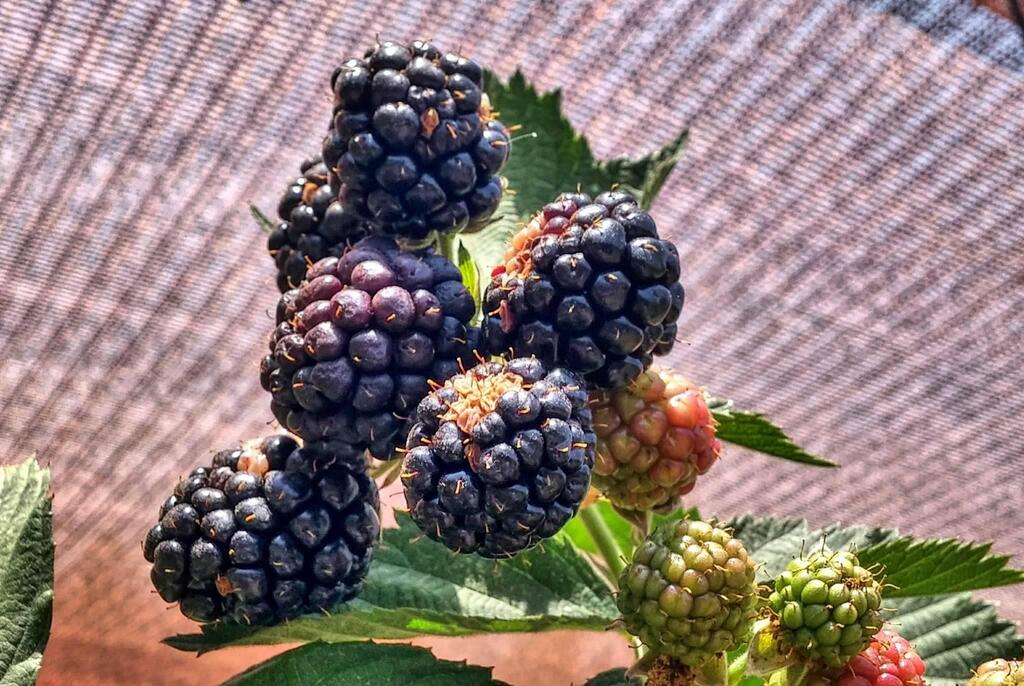 В саду Рони Леви растет все - и ежевика, и малина, и диковинные фрукты