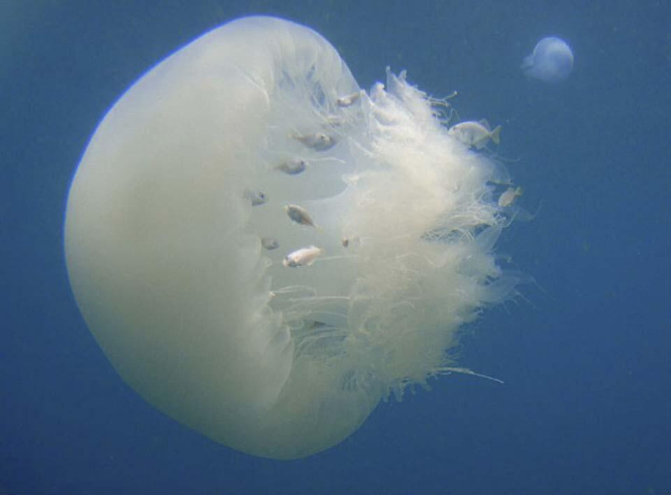Медузы Средиземного моря. Фото: Моше Зореа