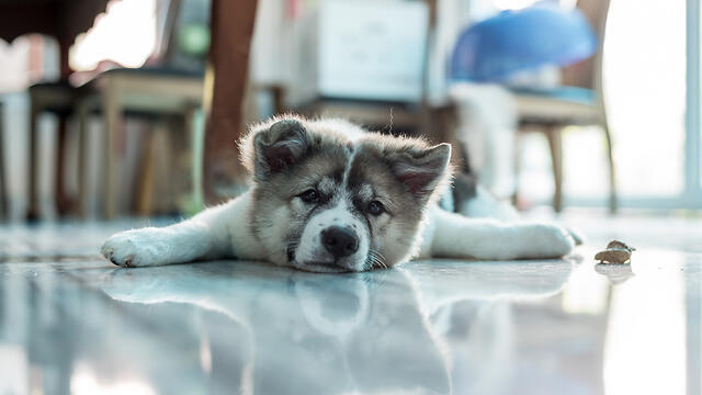 Фото: shutterstock (צילום: Shutterstock) Фото: shutterstock