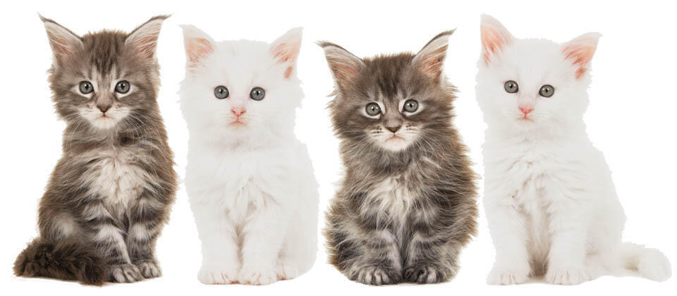 Котята породы мейн кун. Фото: shutterstock.com