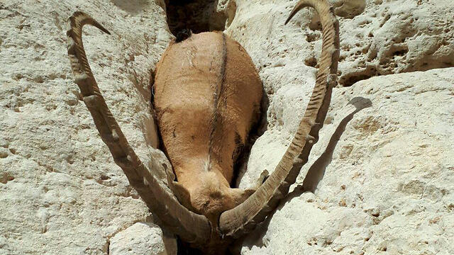 Dead ibex found near Nahal Ashalim (Photo: INPA)