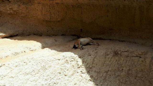 Another dead ibex found near the stream (Photo: INPA)