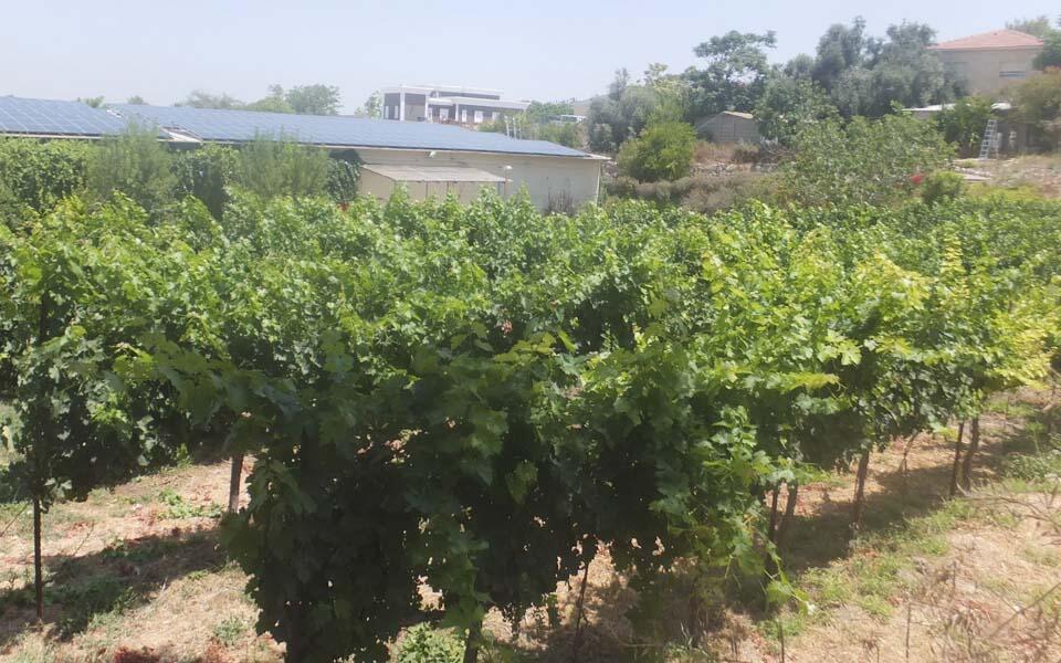 Фото: Леон Левитас