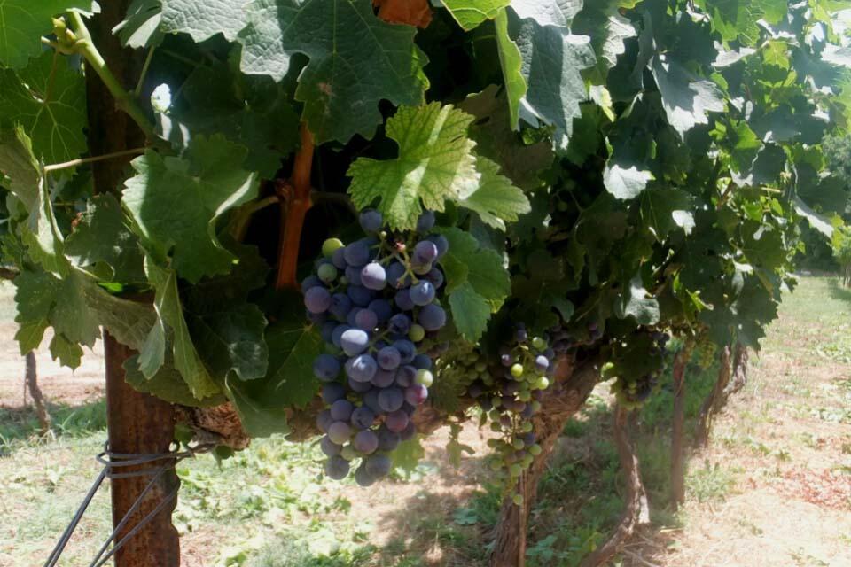 Фото: Леон Левитас