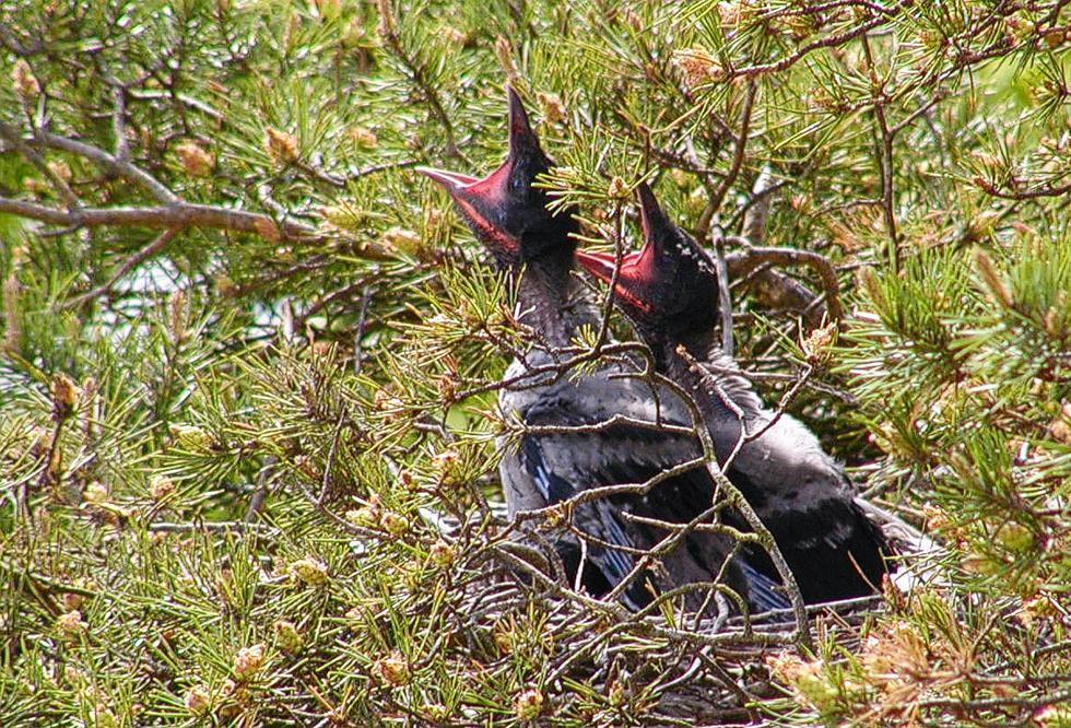 Фото: Asa Berndtsson