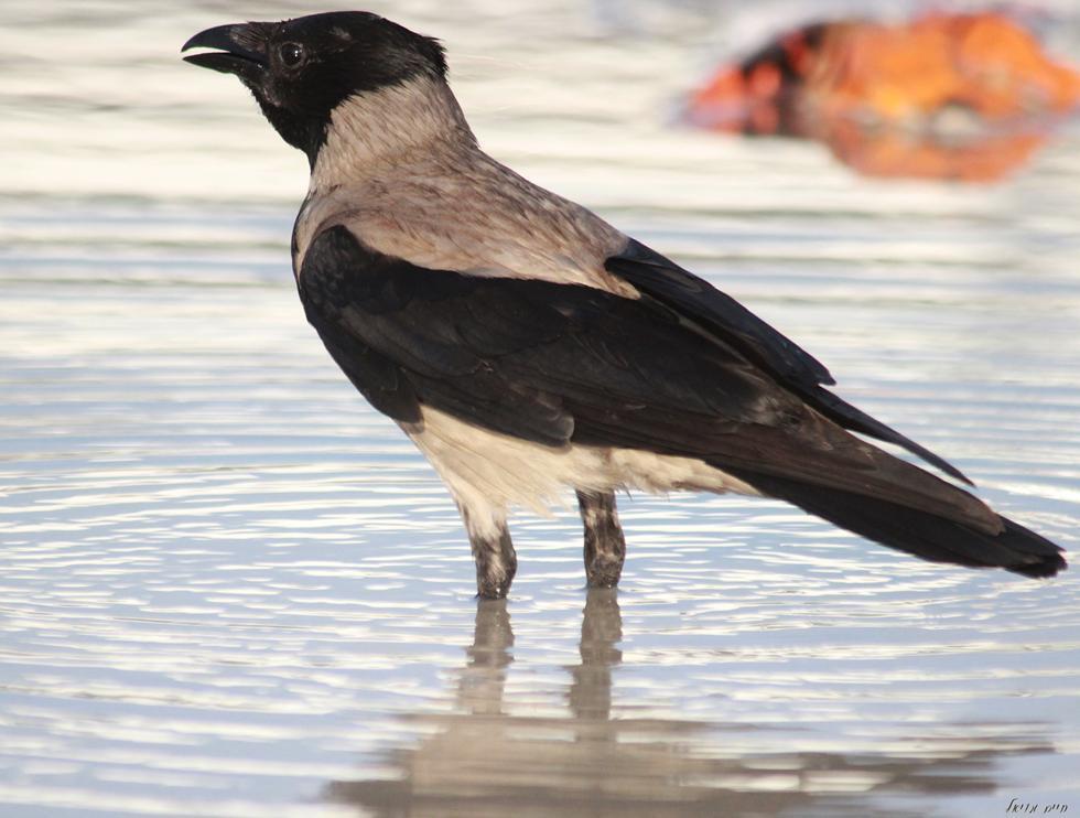 Фото: Хаим Мояль