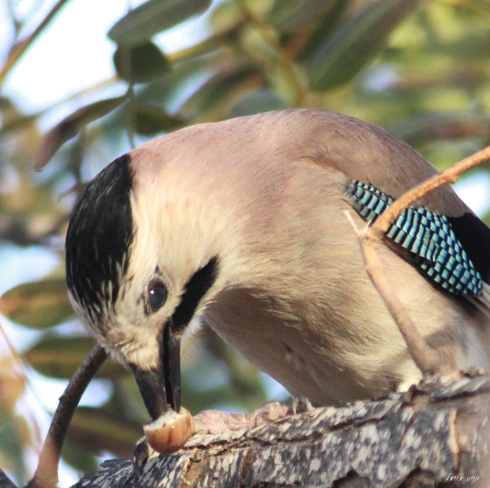Фото: Хаим Мояль