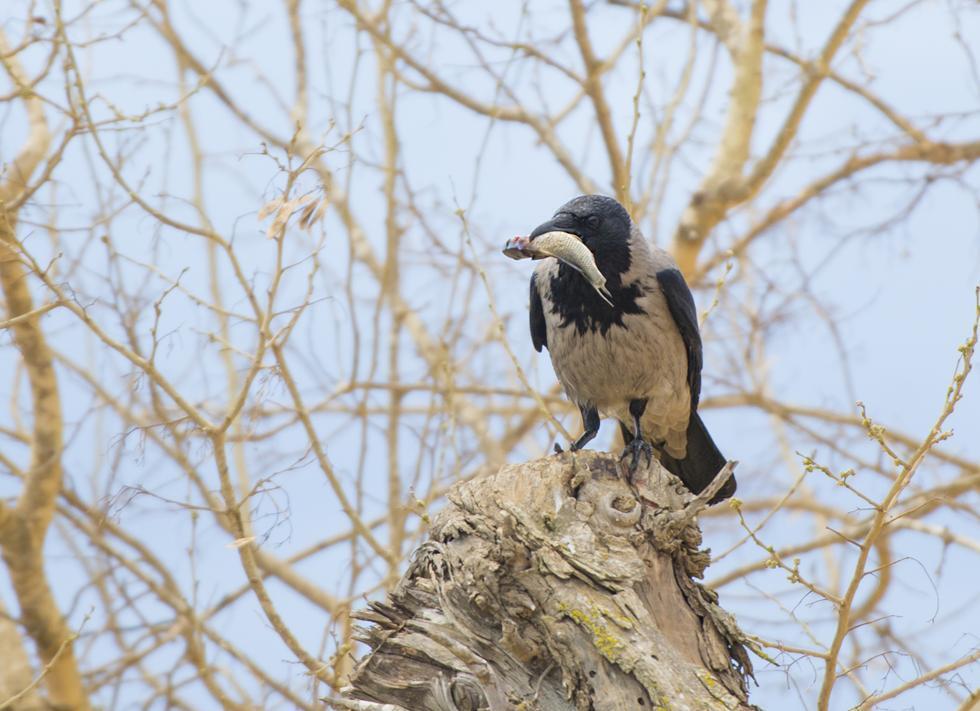 Фото: Хаим Мояль