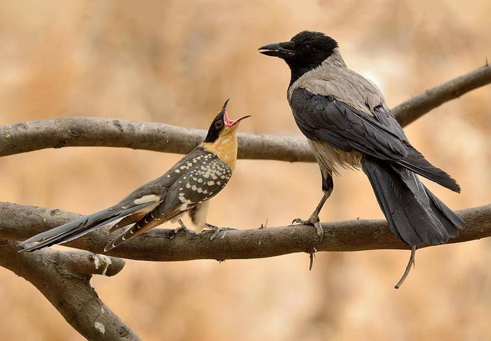 Фото: Шломи Бахар