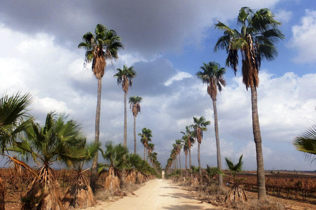 Аллея Вашингтония