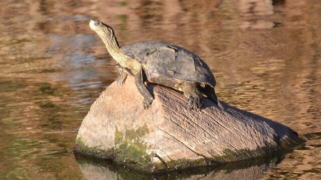 Фото: проф. Гонен Шарон (צילום: פרופ' גונן שרון, המכללה האקדמית תל-חי) Фото: проф. Гонен Шарон