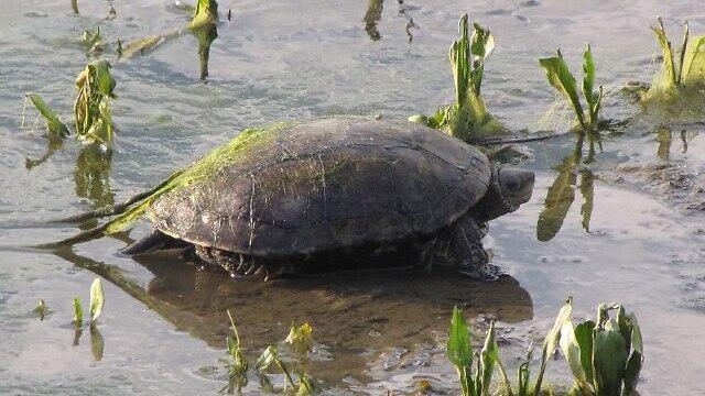 Черепаха в долине Хула. Фото: проф. Гонен Шарон (צילום: פרופ' גונן שרון, המכללה האקדמית תל-חי) Черепаха в долине Хула. Фото: проф. Гонен Шарон