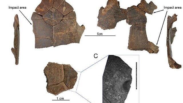 Обнаруженные останки черепах. Фото: проф. Гонен Шарон (צילום ועיצוב לוח: אסף אוזן, אוספי הטבע הלאומיים, האוניברסיטה העברית) Обнаруженные останки черепах. Фото: проф. Гонен Шарон