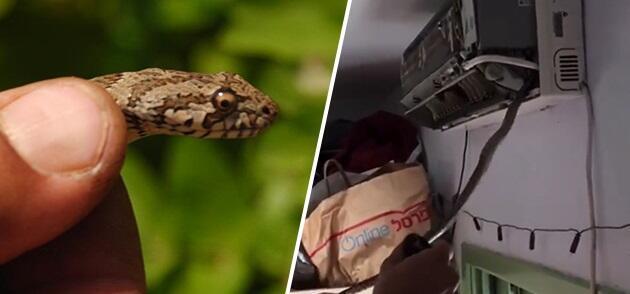 Змея в кондиционере. Фото: Ави Брухим