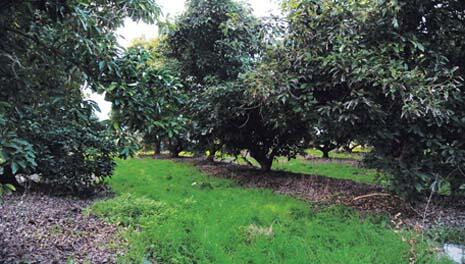 Плантации авокадо в Израиле