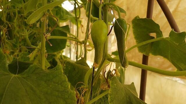 Фото: Асаф Кемер (צילום: אסף קמר) Фото: Асаф Кемер