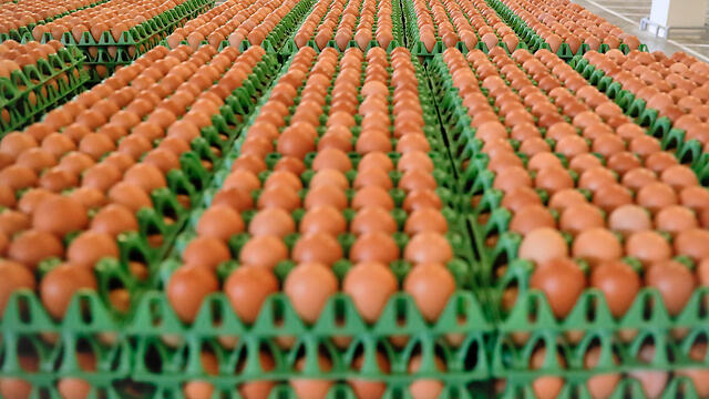 Фото: АР (צילום: AP) Фото: АР