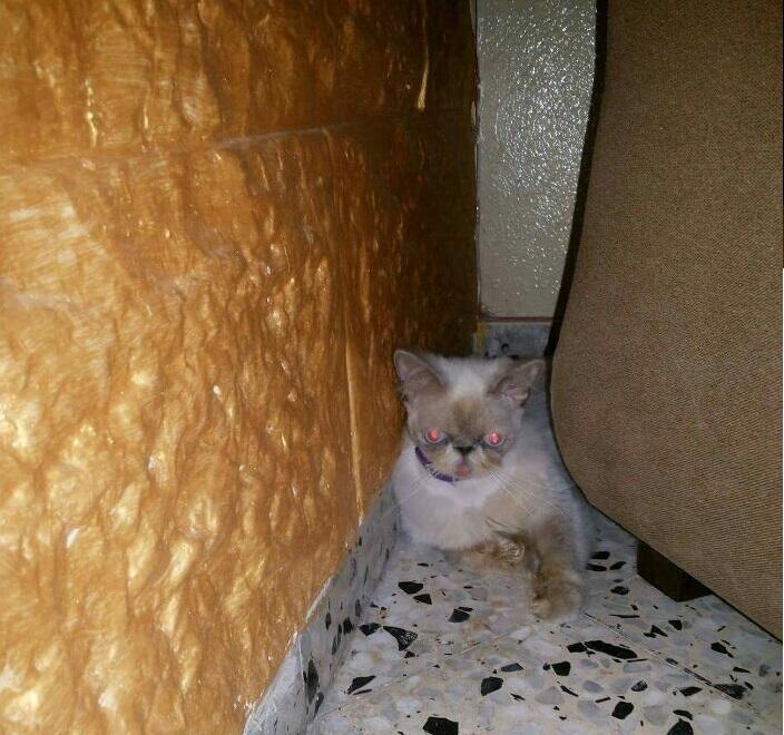 В первые часы дома Соня пряталась за креслом (Предоставлено Тну ле хайот лихьот) В первые часы дома Соня пряталась за креслом