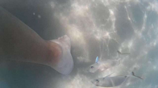 Фото: Ницан Дрор (צילום: ניצן דרור) Фото: Ницан Дрор