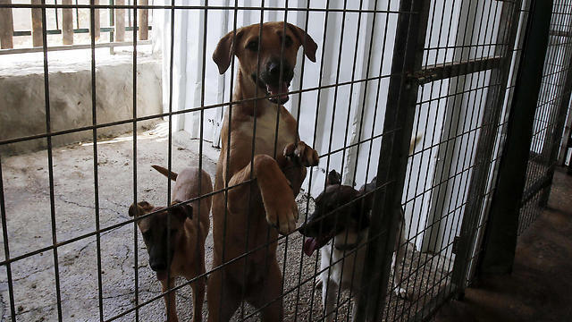 Фотоиллюстрация: AFP (צילום: AFP) Фотоиллюстрация: AFP