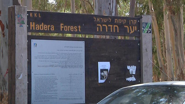 Лес Хадеры. Фото: Шамир Эльбаз (צילום: שמיר אלבז) Лес Хадеры. Фото: Шамир Эльбаз