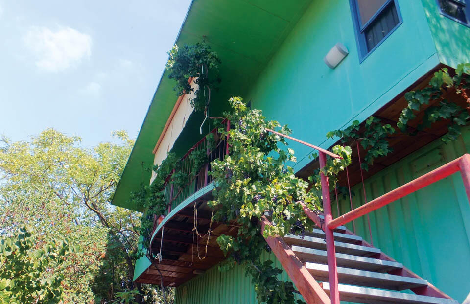 Виноградная терасса дома Меира Лави (Фото Леон Левитас) Виноградная терасса дома Меира Лави