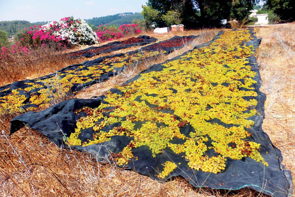 Сушка винограда (Фото Леон Левитас) Сушка винограда