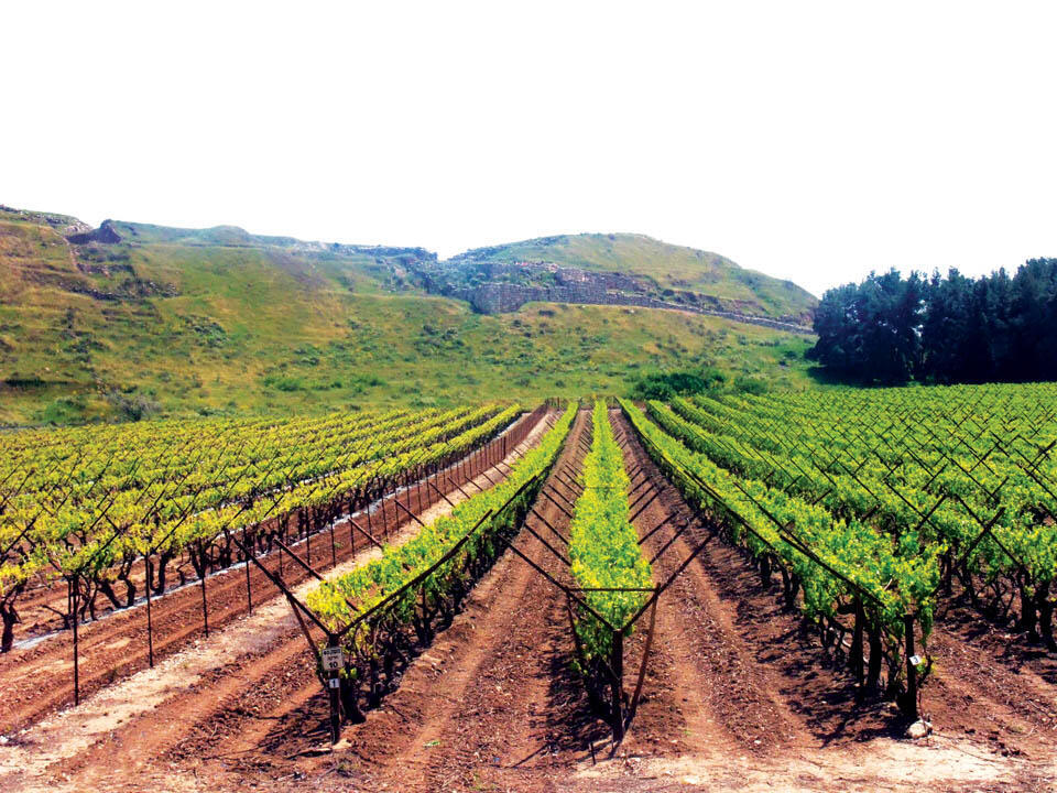 Виноградники мошава Лахиш (Фото Леон Левитас) Виноградники мошава Лахиш