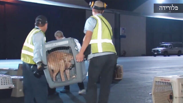 Эвакуация приюта для животных 