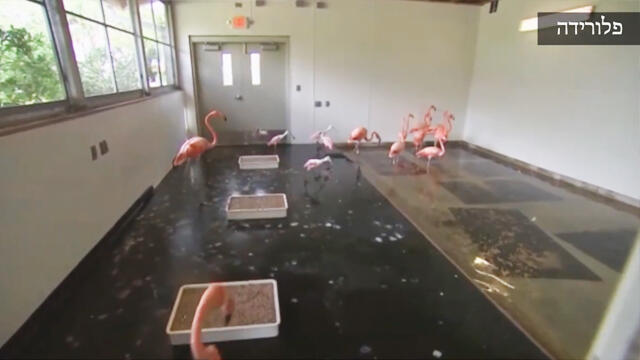 Фламинго в убежище. Штат Флорида