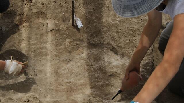 Раскопки Тель-Цафе. Фото: Хайфский университет