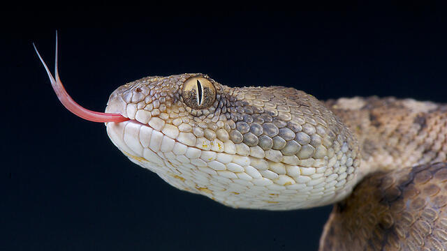 Гадюка. Фото: shutterstock (צילום: shutterstock) Гадюка. Фото: shutterstock